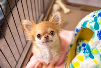 犬だけで留守番させるためのトレーニング方法