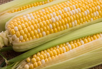とうもろこしの画像