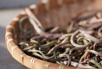 ゼンマイのイメージ