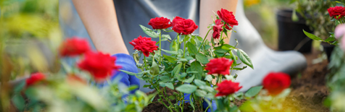 5月に植えるおすすめの花10選！春の花でガーデニングを楽しもう！