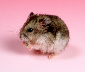 ジャンガリアンハムスター