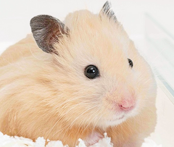 ゴールデンハムスター