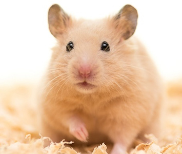 キンクマハムスター