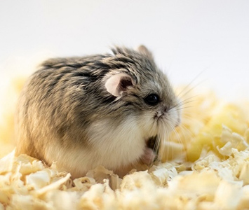 ロボロフスキーハムスター