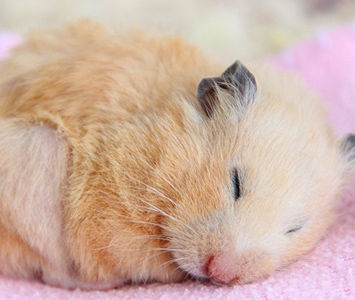 ロボロフスキーハムスター