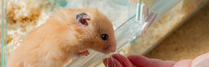 ハムスターの寿命はどのくらい？種類別の寿命や長生きさせるためのコツ