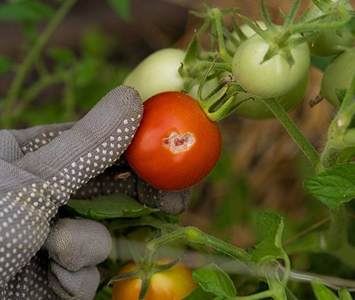 食害に遭ったトマト
