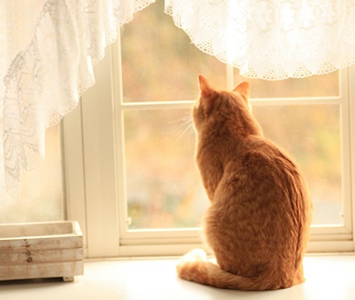 窓の外を見る猫